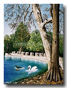 Two swans swimming in a park near two huge tree trunks behind a pillar rock dam arena trees