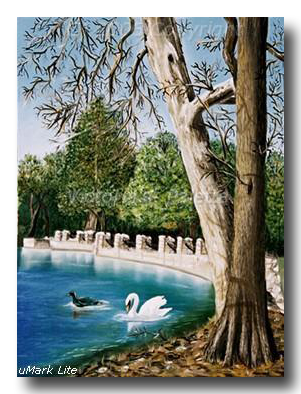 Two swans swimming in a park near two huge tree trunks behind a pillar rock dam arena trees colors turquoise green tan blue 