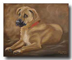 Portrait of Rhodesian Ridgeback Dog laying down posing for his viewers colors brown tan black red